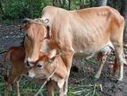 කිරි වැස්සී සහ වැස්සි පැටවා විකිණිමට