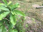 Kiribathgoda - Eriyawetiya 43 Perches of Land for Sale