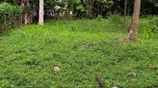 කිරිබත්ගොඩ ප්‍රදේශයේන් පර්ච්ස් 10 ක ඉඩම විකිනිමට