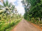 කිරිදිවැලින් ආදායම් ලබන පොල් ඉඩමක් විකිණීමට