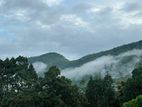 Kiriella Land, 10 Acres. With house and cinnamon ,tea cultivated