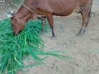 කිරිගවයින් විකිනීම