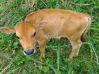 කිරිගවයන් විකිනීම