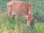 Cows - ගවයා