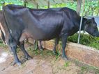 කිරී ගවයන්