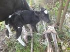 කිරී ගවයන්