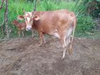 කිරී ගවයන් විකිණීමට