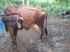 කිරී ගවයන්