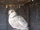 Pigeon