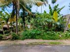 කිරිල්ලවලින් වටිනා ඉඩමක්