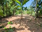 කිරිඳිවැලෙන් වටිනා ඉඩමක්