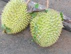දූරියන් ගෙඩි