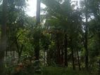 Kirindiwela Land for Sale
