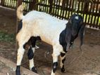 Farm Goat