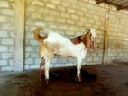 Farm Goat