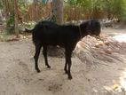 கிடாஜ்கள் விற்பனைக்கு