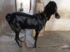 Farm Goat
