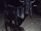 கிடாய் ஆடு