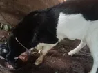 கிடாய் ஆடு