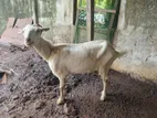 Farm Goat