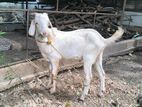 Farm Goat
