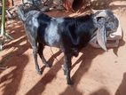 Farm Goat