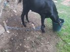 Farm Goat