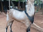 கிடாய் ஆடு goat