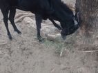 கிடாய் ஆடு