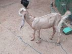 Jamnapari Goats
