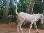 Farm Goat