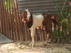 Farm Goat