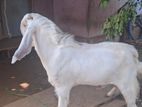 கிடாய் குட்டி - Goats