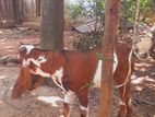 Jamunapari Goat