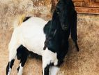 Farm Goat