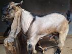 Jamnapari Goat