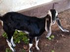 Farm Goat