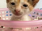 Kitten for Kind Home