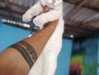 Female Persian Mix Kitten