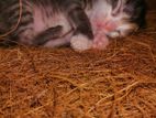 Female Persian Mix Kitten