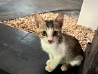 Kitten for A Kind Home