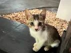 Kitten for A Kind Home