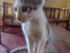 Kitten for A Kind Home