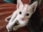 Kitten for A Kind Home