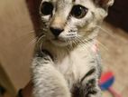 Kitten for A Kind Home