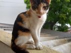 Kitten for A Kind Home