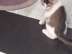 Kitten for a kind home
