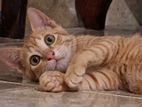 Kitten for Kind Home
