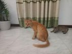 Kitten for A Kind Home