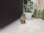 Kitten for A Kind Home